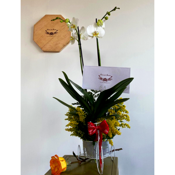Orquídea - Orchidee